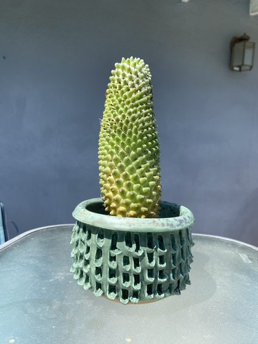 Cactus succulent planter - cactus,